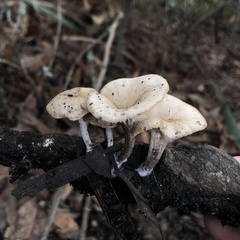 Clitocybe salmonilamella