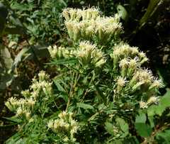 Brickellia eupatorioides corymbulosa