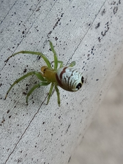 Bijoaraneus praesignis