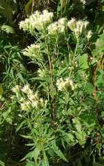 Brickellia eupatorioides corymbulosa