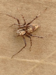 Oxyopes acleistus