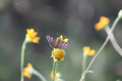 Apyrrothrix araxes