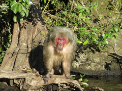 Macaca arctoides