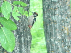 Dendrocopos himalayensis