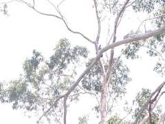 Anthochaera chrysoptera chrysoptera