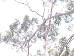 Anthochaera chrysoptera chrysoptera