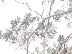 Anthochaera chrysoptera chrysoptera