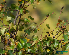 Phylloscopus nitidus