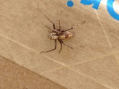 Oxyopes acleistus