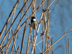 Parus minor