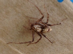 Oxyopes acleistus