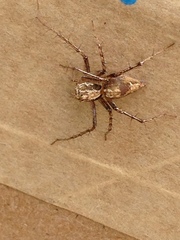 Oxyopes acleistus