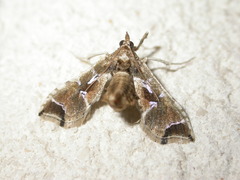 Leucinodes laisalis