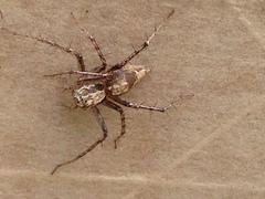 Oxyopes acleistus