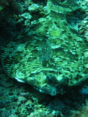 Pleuronichthys coenosus