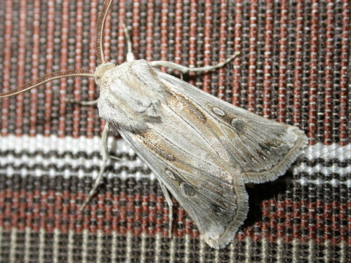 Wood's Dart