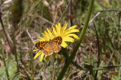 Chrysolarentia chrysocyma