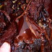 Dulse - Photo (c) gsaunders, some rights reserved (CC BY-NC), uploaded by gsaunders