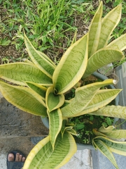 Sansevieria