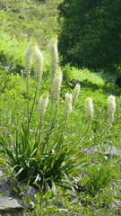 Eremurus himalaicus