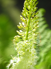 Eremurus himalaicus