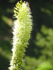 Eremurus himalaicus