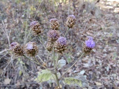 Vernonia alamanii