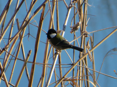 Parus minor
