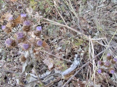 Vernonia alamanii