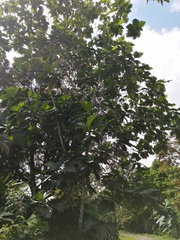 Artocarpus altilis