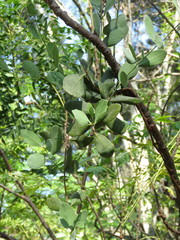 Struthanthus interruptus