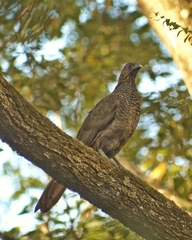 Ortalis squamata