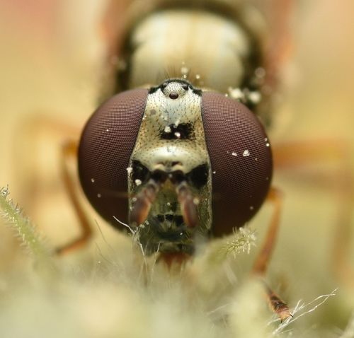 Ladder-backed Hover Fly