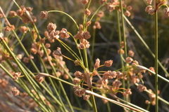 Androtrichum trigynum