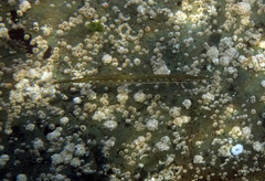 Aulorhynchus flavidus