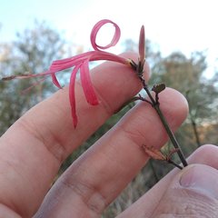 Anisacanthus