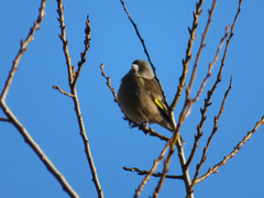 Chloris sinica
