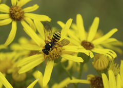 Nomada fucata