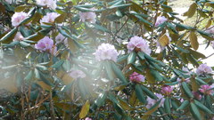 Rhododendron