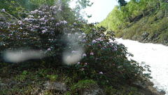 Rhododendron
