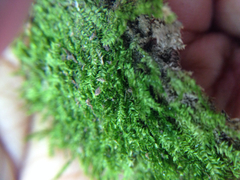 Plagiothecium laetum