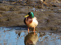 Anas platyrhynchos