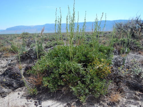 little sagebrush (Artemisia arbuscula)