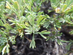 Artemisia nova