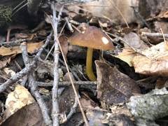 Pluteus romellii