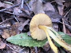 Pluteus romellii
