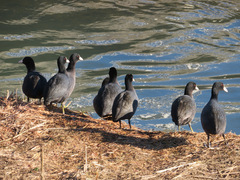 Fulica atra