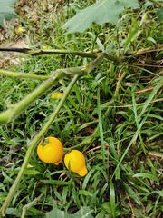 Solanum mammosum