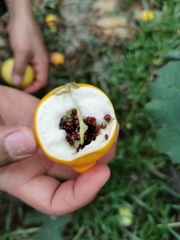 Solanum mammosum