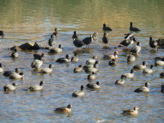 Fulica atra